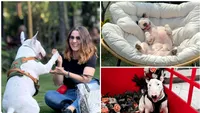 Toto, un Bull Terrier cu fizic „fioros” și suflet blând. Povestea cățelului cunoscut în online | Interviu cu Denisa Gogu: „Este extrem de afectuos și foarte lipicios” (VIDEO)