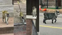 Invazie de animale exotice într-un oraș american. Maimuțele și o capră au pus stăpânire pe străzi, iar autoritățile recunosc că nu știu de unde au apărut și cum să le prindă (VIDEO)