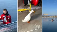 Rață captivă pe lacul înghețat, cu penele îngreunate de sloiuri, salvată de pompierii din Tulcea. Pasărea a primit cazare la sediul ISU Delta (VDEO)
