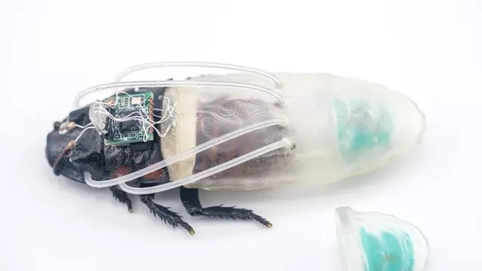 Cercetătorii au creat un gândac-cyborg capabil să reziste sub apă timp de trei ore