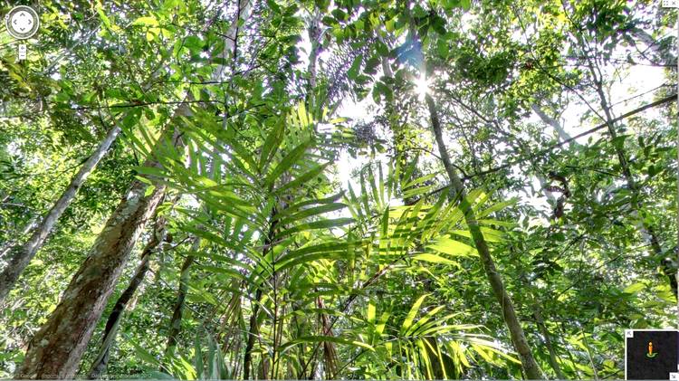 Google Street View - la plimbare prin pădurile amazoniene