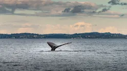 „52 Blue”: Misterul faimoasei balene singuratice din Pacific, elucidat după decenii? Ce au descoperit cercetătorii