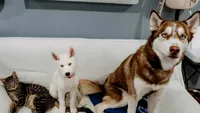 Un motan crescut de husky are o criză existențială când își dă seama că este pisică, nu câine. Henry și Miles au devenit cei mai buni prieteni