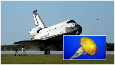 Oficialii NASA au trimis peste 2.000 de pui de meduze în spațiu. Zeci de mii s-au întors pe Pământ