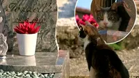 Povestea tulburătoare a lui Toldo: Motanul a mers zilnic la mormântul stăpânului său, lăsând mici „cadouri” lângă piatra funerară. Gestul său a emoționat internetul