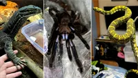 Descoperire alarmantă a Gărzii de Mediu Bihor: apartament transformat în adăpost ilegal de vipere mortale, tarantule și șerpi exotici / Ce riscă proprietarul animalelor (FOTO)
