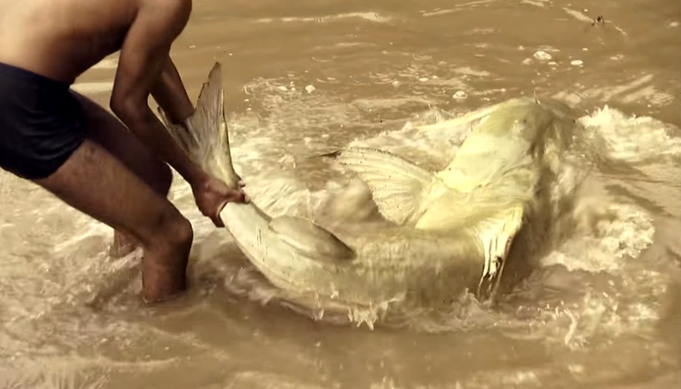 peste pisica prins la river monsters