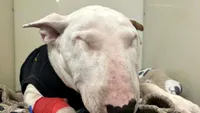 Operație de urgență pentru Charlie: Cum a scăpat un Bull Terrier ca prin minune, după ce a înghițit o lamă de ras