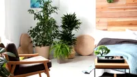 Planta care îți aduce ghinion dacă o ții în casă. Evită să iei această floare