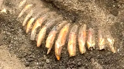 Colier misterios, vechi de peste 5.000 de ani, descoperit într-un mormânt preistoric din Polonia