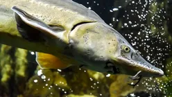 Sistem high-tech de 16,7 milioane lei pentru paza sturionilor pe Dunăre, pregătit de Ministerul Mediului