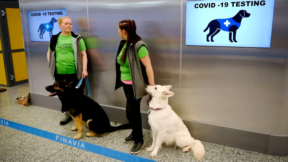 Câinii sunt folosiți pe un aeroport pentru a depista bolnavii de COVID-19