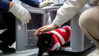 Trenurile chinezești devin smart pentru animale: Festivalul Primăverii pet‑friendly