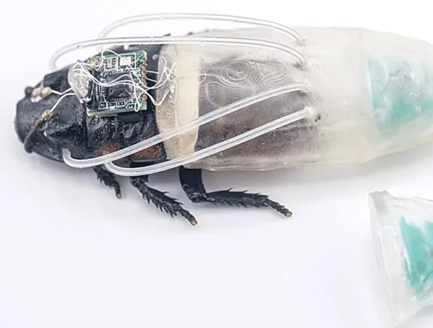 Cercetătorii au dezvoltat gândacul de bucătărie cyborg amfibiu. La ce ar putea fi folosită insecta?
