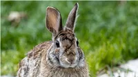 Unul dintre cei mai bătrâni iepuri din lume a murit. Toffee se apropia de 16 ani (FOTO)