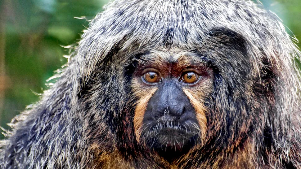 Primul serviciu video-on-demand pentru maimuțe, lansat la grădina zoologică
