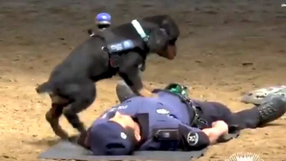 Un clip cu un câine poliţist care ştie să facă masaj cardio-respirator a uimit internetul