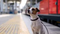 De la telefoane la portofele până la animale de companie: Topul obiectelor uitate de pasageri în tren / Un cățel a călătorit singur prin Ungaria