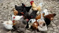 Găinile pot oua mai mult în sezonul rece. Hrana simplă pe care puțini gospodari o folosesc