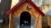 Căsuțe pentru pisicile comunitare din Mangalia. Felinele de la malul mării vor avea adăposturi pentru iarnă (FOTO)