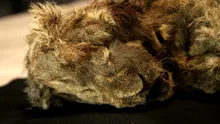 Acest leu de peșteră a fost descoperit în permafrostul siberian. Oamenii de știință i-au analizat ADN-ul și au făcut o descoperire neașteptată