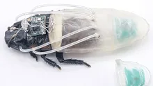 Cercetătorii au dezvoltat gândacul de bucătărie cyborg amfibiu. La ce ar putea fi folosită insecta?
