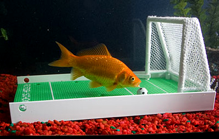 Fish training
