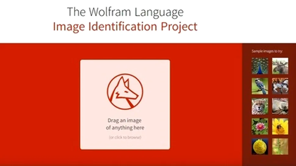 ImageIdentify: inteligenţa artificială Wolfram Alpha începe să analizeze şi imaginile 