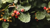 Planta benefică pentru o bună funcţionare a inimii. E folosită în medicina tradițională de secole