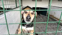 Schimbă viața câinilor din adăpost, chiar dacă nu îi poți adopta. Devino foster ASPA și oferă-le o șansă reală la un viitor mai bun