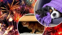 Jandarmeria Română face apel la responsabilitate de Revelion. Campanie pentru protejarea animalelor de efectele artificiilor: „Fii tu eroul lor! Nu îi răni!” (VIDEO)