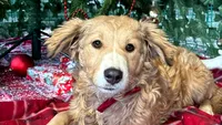 Molly, prima cățelușă adoptată de la ASPA în anul 2026. Povestea blănoasei care a învins parvoviroza în timp ce stăpânii ei au așteptat-o cu sufletul la gură