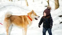 Plimbări cu câini Akita prin zăpadă: Evenimentul care atrage turiștii în Japonia ca un magnet (VIDEO)