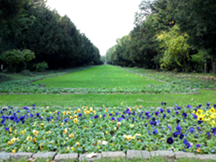 Sony Ericsson C905 - photo sample