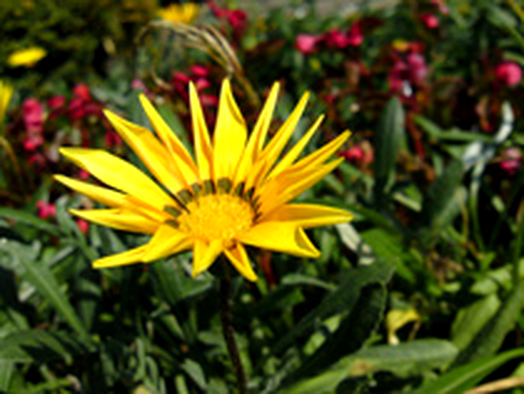 Sony Ericsson C905 - photo sample