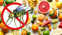 Fructul ieftin care te scapă definitiv de țânțari. Costă doar 2 lei și se găsește în toate supermarketurile românești