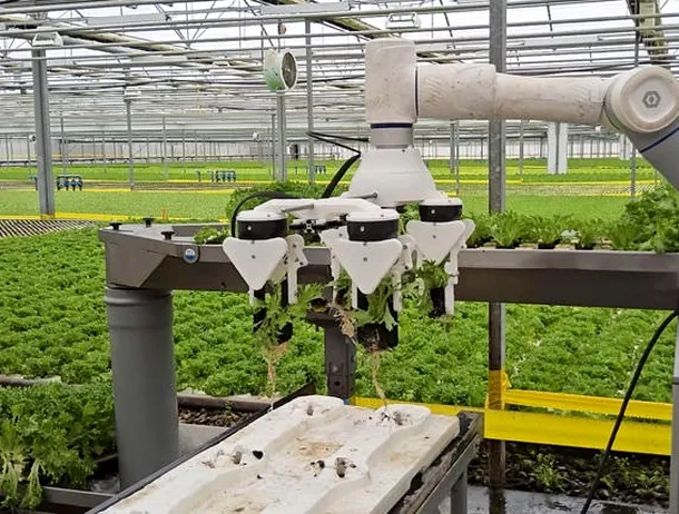 Robotul care revoluționează agricultura: Inovația premiată care culege și ambalează fructe și legume în timp record