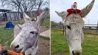 Măgarul Gelu are o nouă viață după iadul de la Nuci. Animalul slab și înfometat are parte de îngrijire și noi prieteni: „Se înțelege de minune cu Nuța, Madona, Fetița, Pamela, Papucica, Zânica și Hannah” (FOTO)