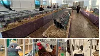 Weekend dedicat iubitorilor de animale. Expoziție de păsări şi animale de companie la Sebeș / Intrarea este liberă