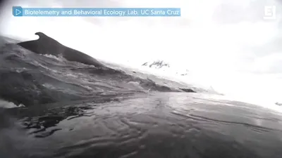Cum arată Oceanul Antarctic filmat de pe spatele balenelor, folosind tag-uri video fixate de cercetători