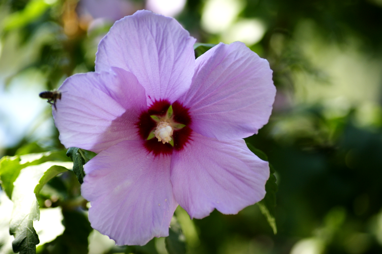 Sample Photo