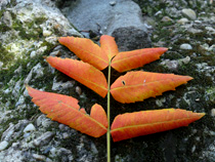 Sony Ericsson C905 - photo sample