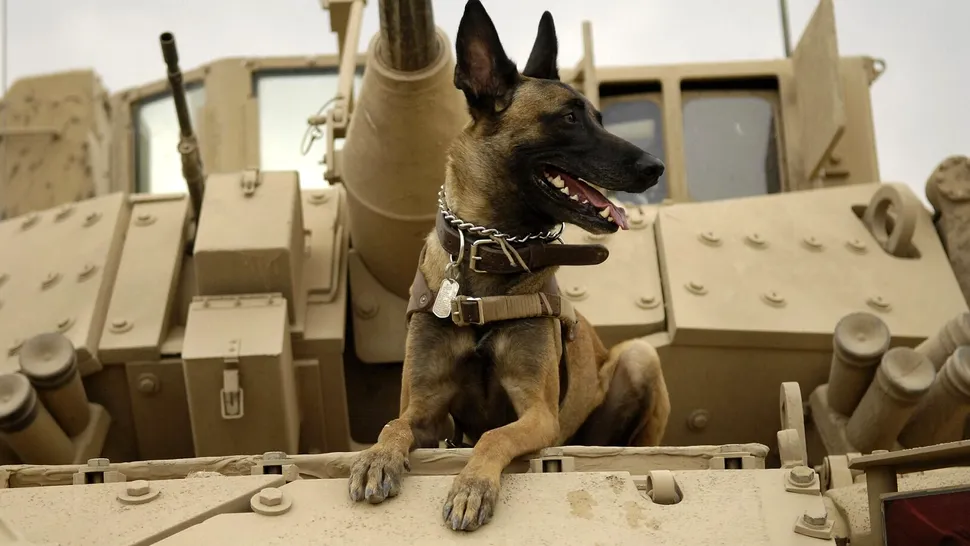 Proiectul Warhound: Cum vor fondatorii Colossal și Anduril să creeze „super-câini” militari prin clonare și editare genetică