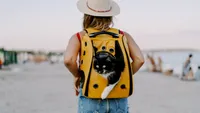 Călătorii cu animalele de companie. Cum vor arăta vacanțele în 2026: Experiențe personalizate și turism inspirat de pop culture
