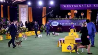 Westminster Kennel Club 2026: peste 3.000 de câini concurează pentru titlul suprem. La ce probe trebuie să fie cei mai buni (FOTO+VIDEO)