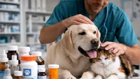 Piața produselor farmaceutice pentru animale de companie, în plină ascensiune. Planul producătorilor pentru 2026-2033