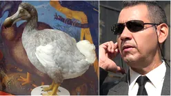 CIA finanțează proiectul de readucere la viață a păsării Dodo