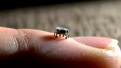 Roboți mai mici decât grăuntele de sare, dar care se pot gândi, se pot mișca și înota