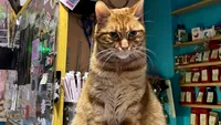 Evacuare la Miau Cafe: Pisicile sunt în pericol și cafeneaua cere sprijin. Se caută foster și spațiu temporar
