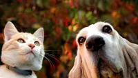 Noi controverse privind animalele de companie la bloc. Unde există limită pentru numărul de câini și pisici